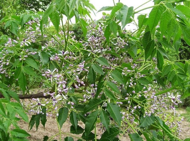 Neem seed Azadirachta indica seed